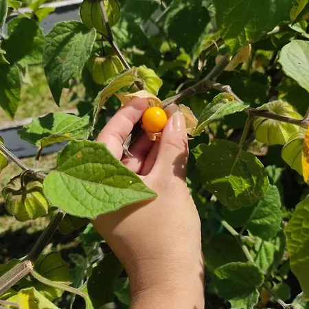 Recanto Do Physalis Rio Rufino Exterior photo